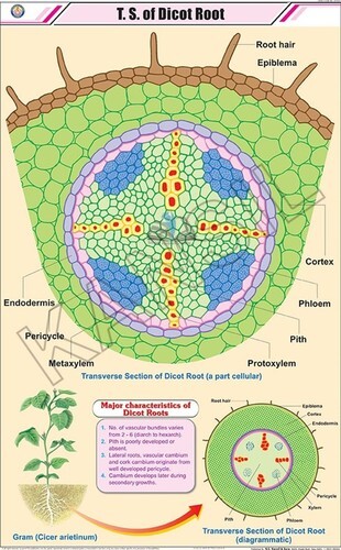 T.S Root Dicot Chart